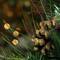 30" Mixed Pine with Pinecones & Gold Glitter Artificial Wreath